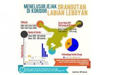 10 Orangutan Dilepasliarkan di Taman Nasional Bukit Baka Bukit Raya