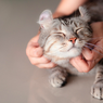 5 Cara Mudah Mengenali Bahasa Tubuh Kucing yang Sedang Bahagia