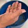 Penyelundupan Baby Lobster Senilai Rp 9 Miliar ke Singapura Digagalkan, Pelaku Kabur Loncat ke Laut 