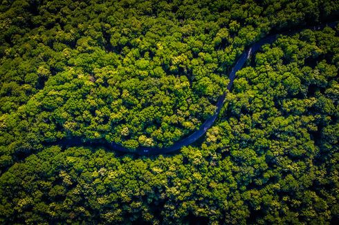 Amazon Dekati Ambang Kritis, Dunia Terancam Kenaikan Suhu