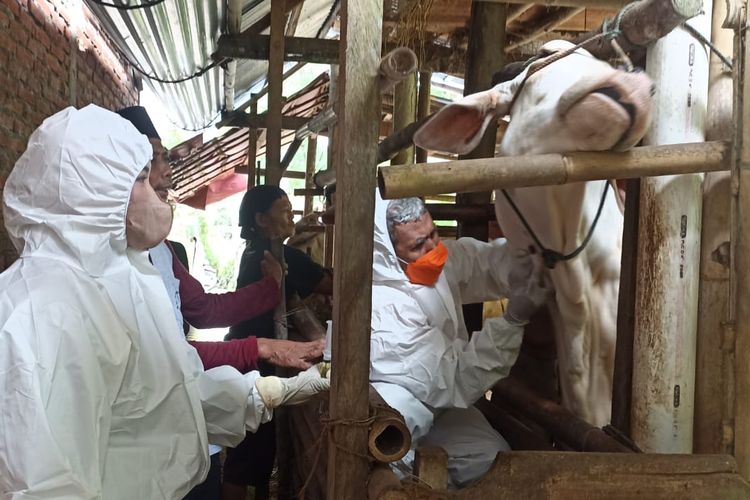 Tim kesehatan hewan dari Dinas Pertanian dan Pangan (Distapang) Kebumen mengecek kondisi sapi di kandang.