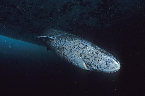 Mengenal Hiu Greenland, Ikan Hiu yang Bisa Hidup hingga 400 Tahun