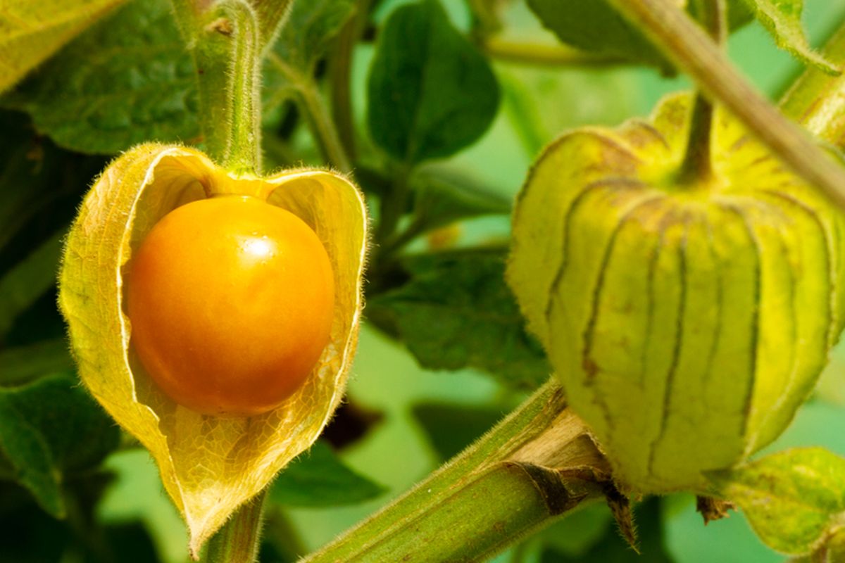 Ilustrasi tanaman buah ciplukan. Buah ciplukan atau golden berry (Physalis peruviana) aman dikonsumsi ketika matang dan berbahaya ketika masih mentah, karena mengandung racun solanin, seperti kentang dan tomat.