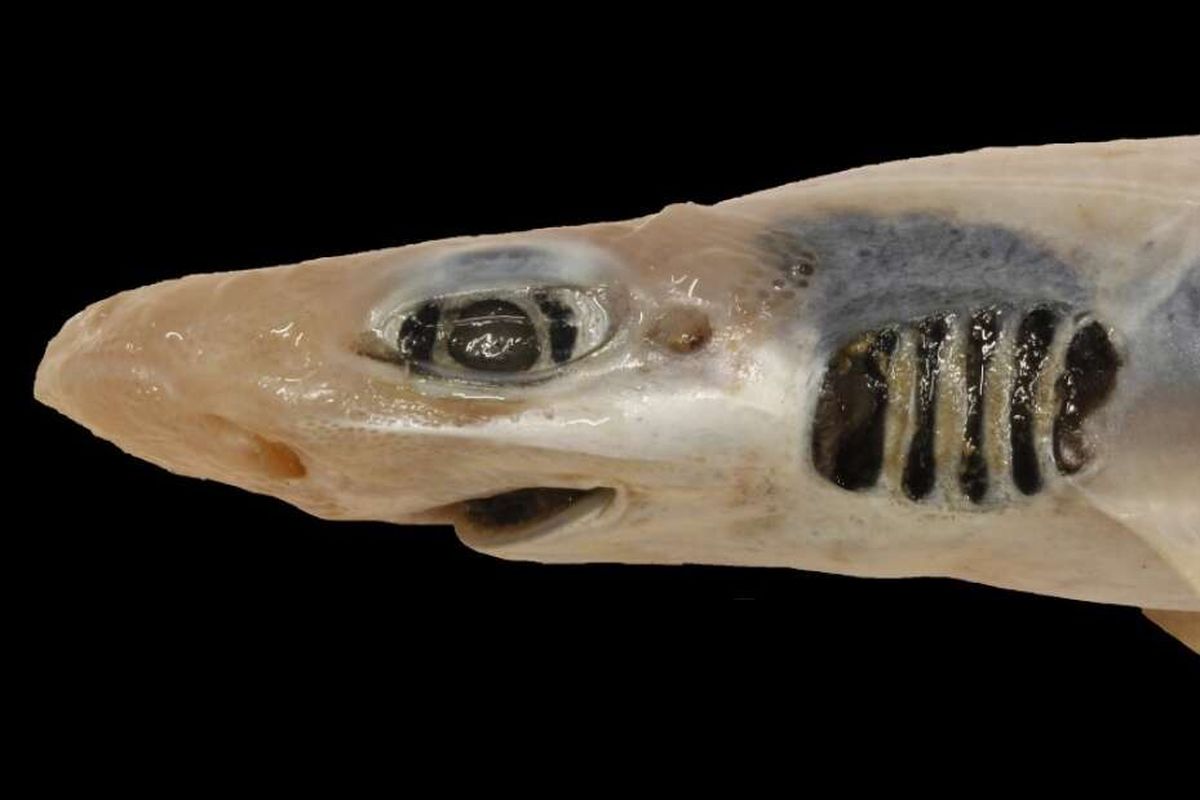 Penampakan hiu tanpa kulit dan tanpa gigi (ompong) yang ditemukan di perairan Sardinia, Italia.