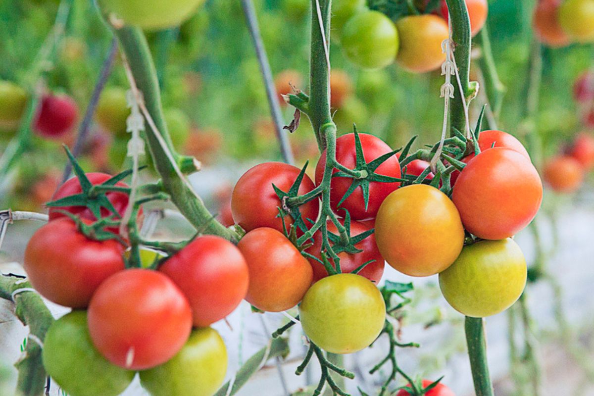 Ilustrasi tanaman tomat.