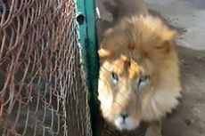 Lupa Kunci Kandang, Petugas Kebun Binatang Tewas Diterkam Singa