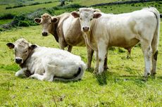 Investor Brasil Akan Buka Peternakan Sapi di Kawasan Transmigrasi NTT