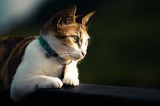 Berapa Lama Kucing Hidup? Inilah Fakta Umur Rata-rata Si Meong