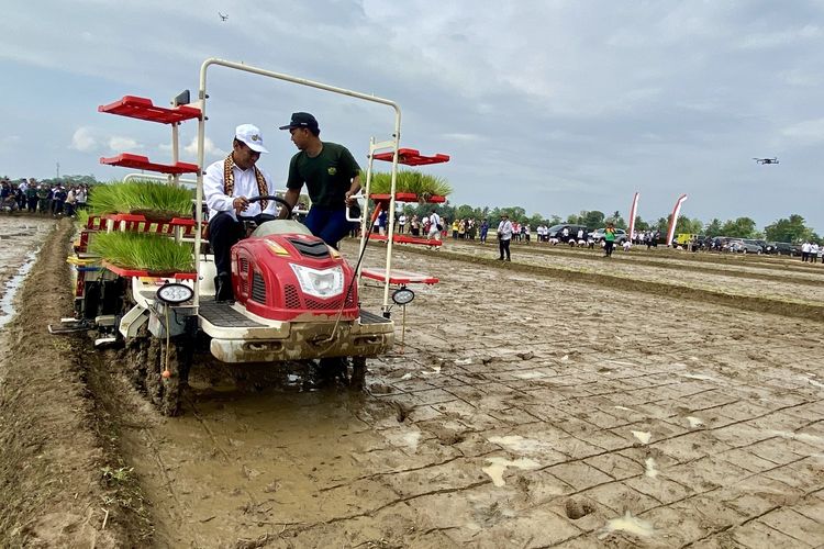 Menteri Pertanian Amran Sulaiman saat menaman padi di Lampung Tengah, Rabu (20/12/2023).