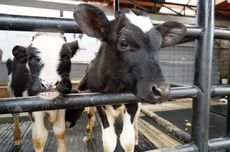 Indonesia and Australia Move Ahead with Beef and Livestock Trade