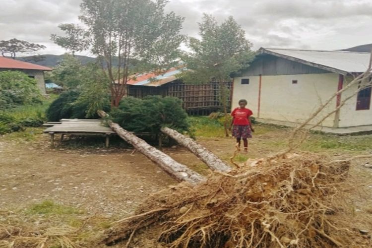Sebuah pohon tumbang saat angin puting beliung menerjang distrik Sururey kabupaten pegunungan Arfak Papua barat