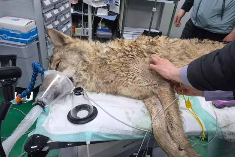 Akhir Pelarian Neukgu, Serigala 