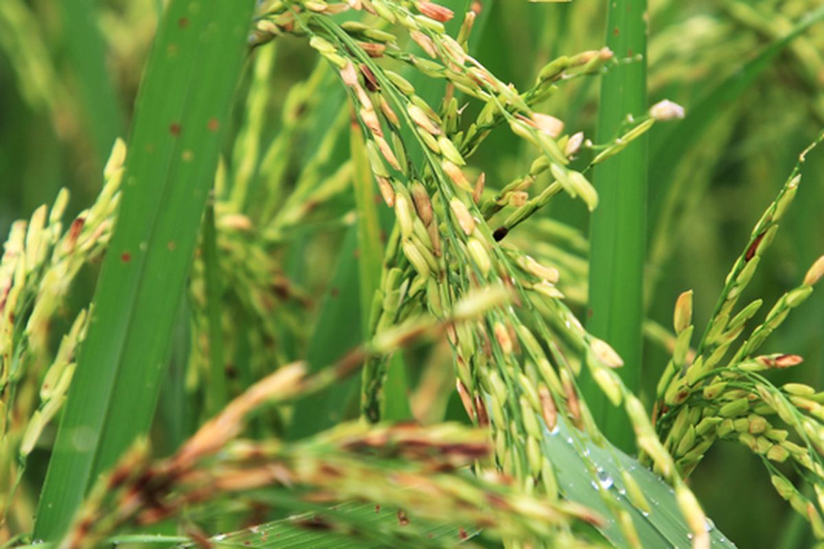 Ilustrasi tanaman padi yang rusak karena serangan organisme penggangu tanaman