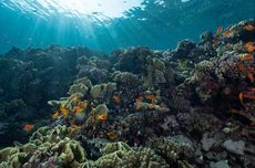KKP Dorong Penataan Ruang Laut Demi Keberlanjutan Ekosistem