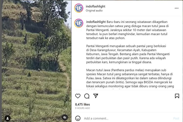 Video hewan yang diduga macan tutul itu disebut berkeliaran di sekitaran Pantai Menganti, Kebumen, Jawa Tengah.