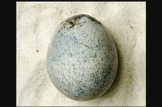 Telur Zaman Romawi Umur 1.700 Tahun Ditemukan dengan Bagian Dalam Masih Utuh, Kok Bisa? 