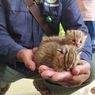 Warga Temukan 2 Anak Kucing Hutan Saat Cari Rumput, BKSDA: Umurnya Kira-kira 1 Bulan...