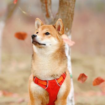 Ilustrasi anjing Shiba inu
