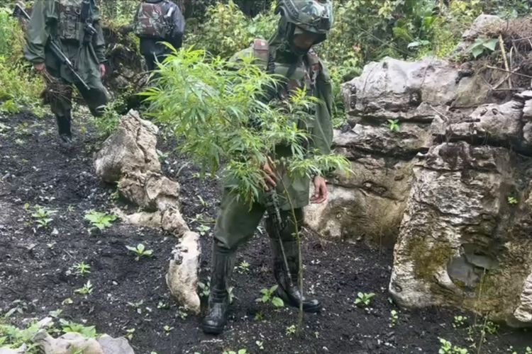 TNI Duga Ada OPM di Balik Ladang Ganja di Pegunungan Bintang