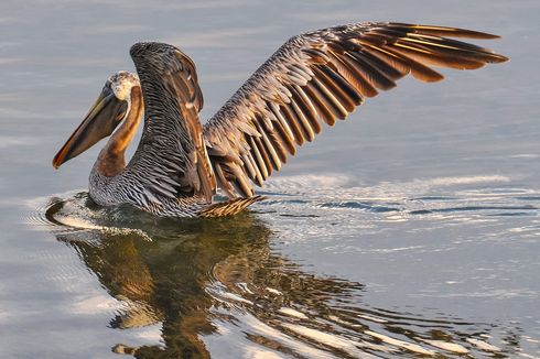 Bentuk Adaptasi Morfologi Burung Pelikan