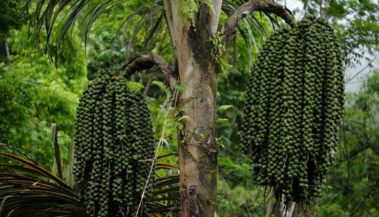 Aren, Pohon Liar yang Menyimpan Masa Depan