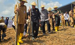 Tingkatkan Produksi Padi, Kementan Kebut Tanam Padi Gogo di Lahan Sawit Muara Enim