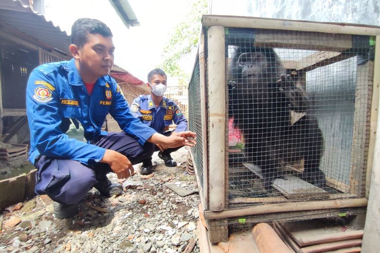 Helmi Azis, Komandan Regu Tiga Damkar Sektor Weru menunjukan Monyet Surili di dalam kandang sementara di kantor Damkar Sektor Weru, Selasa (2/8/2022). Monyet Surili ini dievakuasi setelah mendapatkan laporan dari Yuni Wahyuni (34) warga desa Setu Kulon, Kecamatan Weru,, Kabupaten Cirebon.