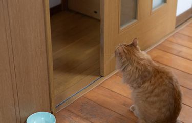 Alasan kucing menatap dinding kosong.