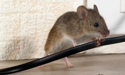7 Bahan Alami yang Bisa Dijadikan Pestisida untuk Membasmi Tikus