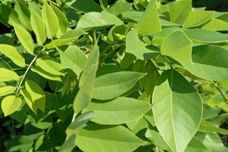 Tanaman gamal atau Gliricidia sepium