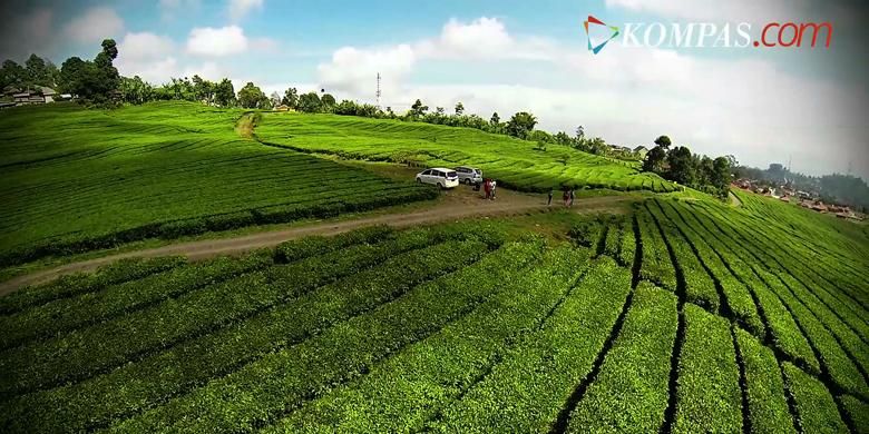 Kebun Teh Ciater, Jawa Barat, direkam dari udara menggunakan drone.