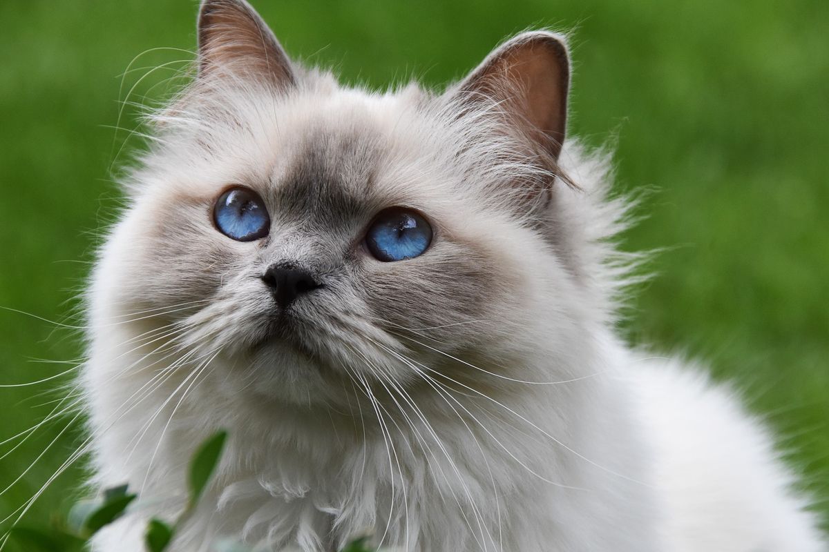 Ilustrasi kucing di taman. 