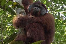Orangutan Berkeliaran Dekat Terminal di Sampit