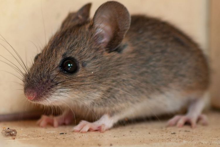Ilustrasi tikus di rumah. Virus Hanta menyebar lewat udara, makanan, hingga gigitan tikus - kenali cara penularannya agar tak jadi korban berikutnya.