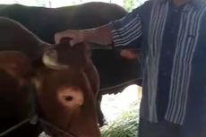 ‘’Danurekso’’, Sapi Kurban Pilihan Jokowi di Tarakan, Sedikit Nakal dan Terkadang Suka Menyeruduk