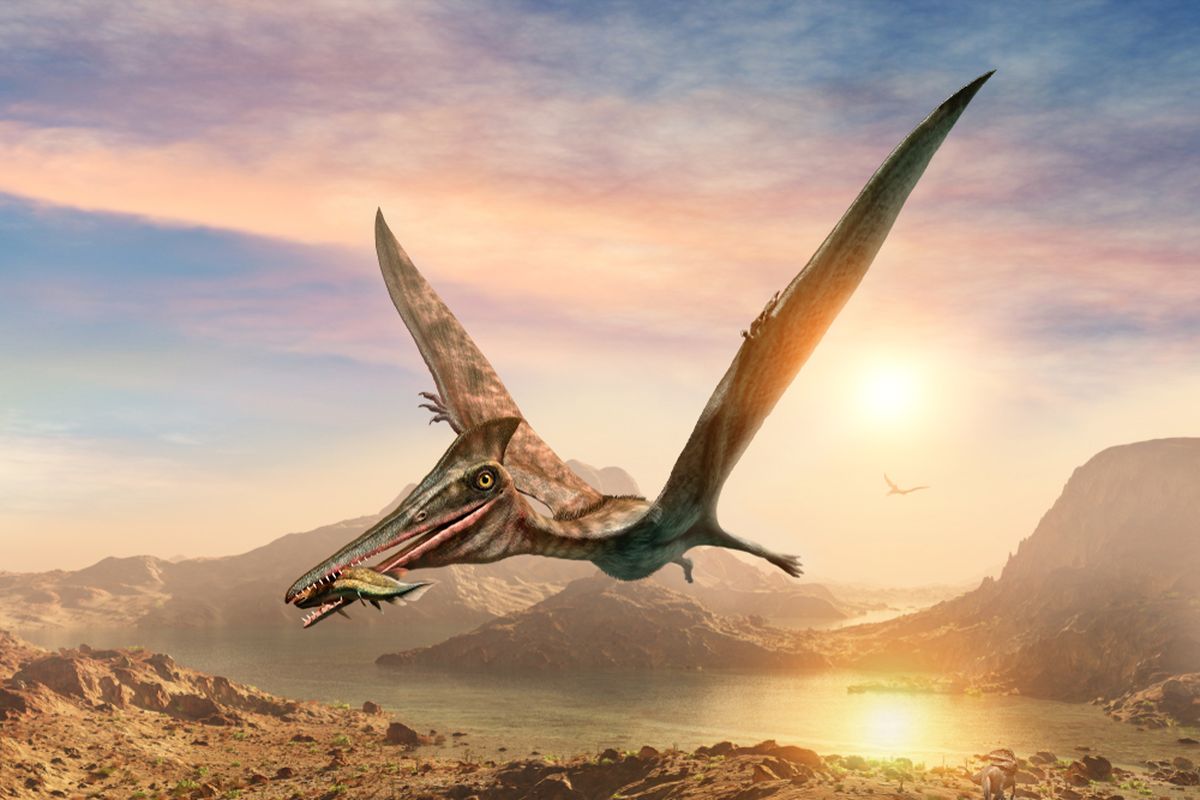 Ilustrasi pterosaurus, dinosaurus terbang era Jurassic yang dijuluki Naga Terbang. Fosil dinosaurus ini ditemukan di Gurun Atacama, Cile.