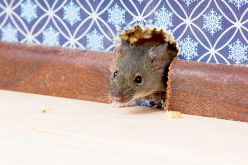 Cara Ampuh Mengusir Tikus Memanfaatkan Kantong Teh, Begini Caranya