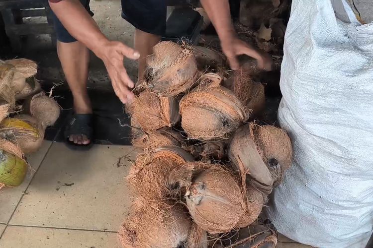 Kelapa Diekspor ke China, Harganya Melonjak 100 Persen Jadi Rp 15.000 Per Buah