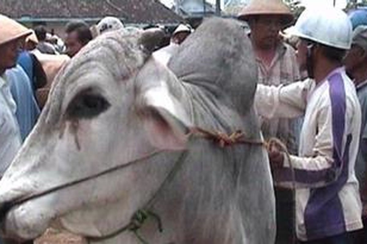 Penghentian ekspor sapi oleh pemerintah Australia mendongkrak harga sapi lokal yang selama beberapa bulan terpuruk.