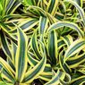 Tanaman Dracaena Variegata Beracun untuk Kucing, Ini Penjelasannya