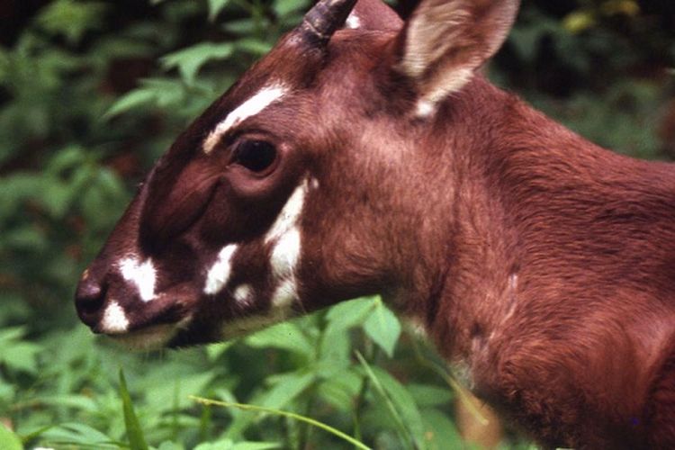 Saola (Pseudoryx nghetinhensis)