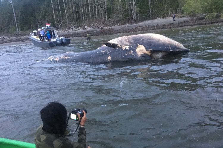 Bangkai ikan paus yang terdampar di Kampung Timika Pantai, saat ditarik dengan kapal patroli Pol Airud, Selasa (2/4/2019)