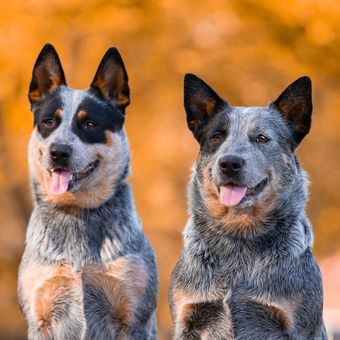 Ilustrasi anjing Australian cattle dog