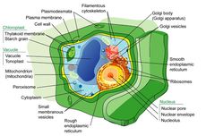 Bagian-bagian Penyusun Sel Tumbuhan