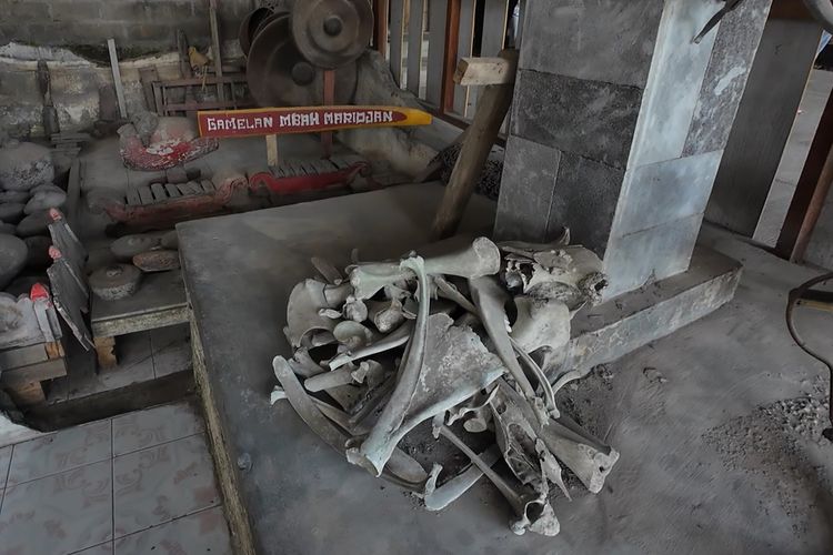 Tulang belulang ternak di Museum Petilasan Mbah Maridjan, Minggu (24/9/2023).