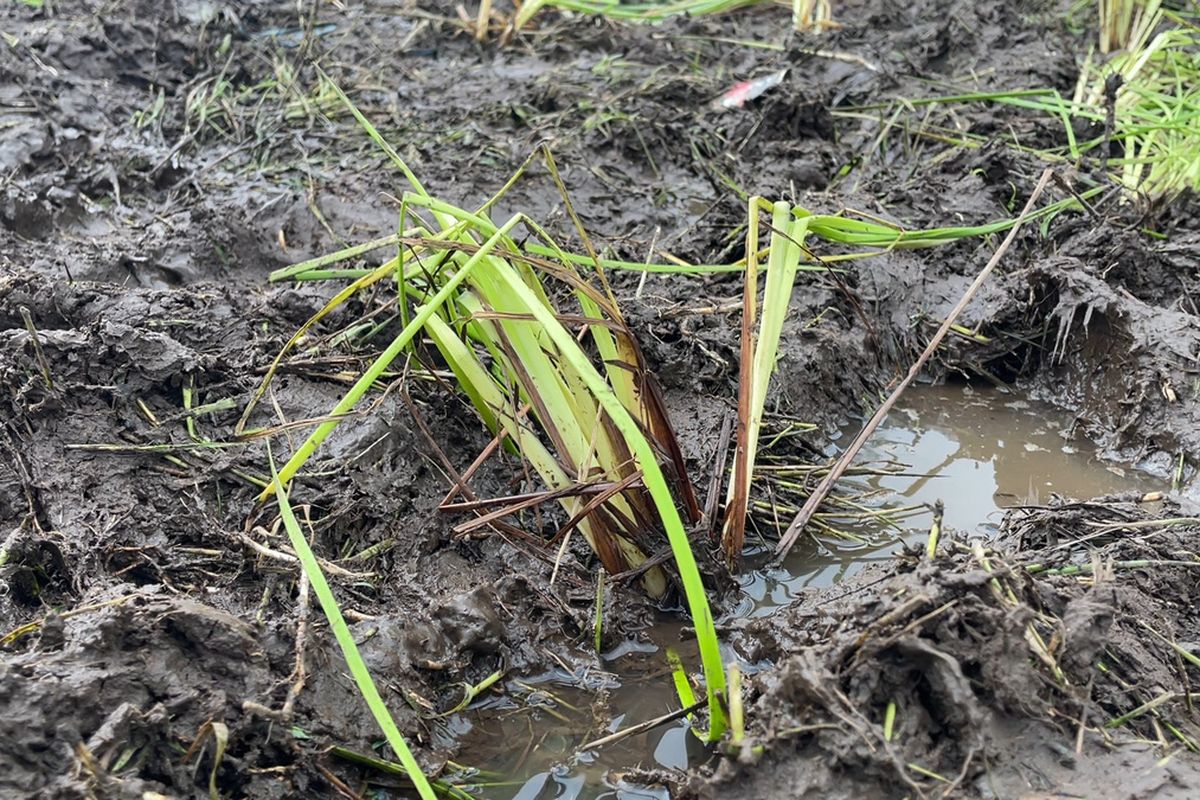 Terkait Izin penyelenggara event motor trail yang rusak kawasan Savana Edelweis Rawa di Kampung Cau Ranca Upas, Kecamatan Rancabali, Kabupaten Bandung, Jawa Barat pihak pengelola mengaku telah mengarahkan panitia penyelenggara agar menempuh perizinan dari pelbagai elemen.