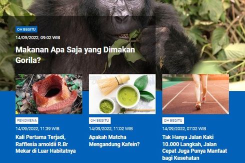 [POPULER SAINS] Makanan yang Dimakan Gorila | Rafflesia arnoldii R.Br Mekar di Luar Habitat | Matcha Mengandung Kafein | Manfaat Jalan Cepat