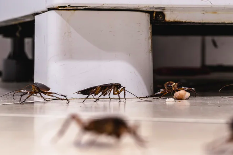 5 Penyakit Berbahaya pada Manusia Gara-gara Kecoa di Rumah