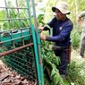 Harimau Teror Warga Kota Sungaipenuh Jambi, 3 Perangkap Dipasang