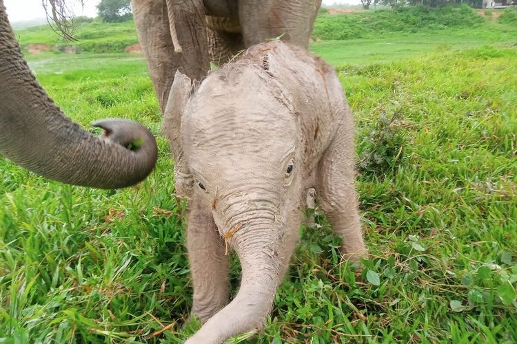 Bayi gajah yang baru dilahirkan di PLG Taman Nasional Way Kambas, Senin (26/2/2024) dini hari.